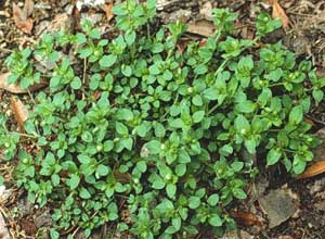 Picture of patch of Common Chickweed with flower buds.
