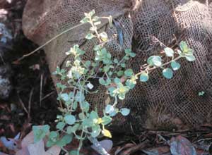 Picture of Common Chickweed with long stems.