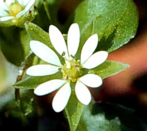 Picture closeup of Common Chickweed white flower.
