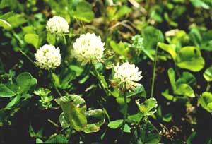 Picture closeup of White Clover flowers - side view showing flower structure.