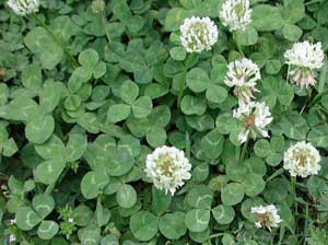 Picture closeup of White Clover from top showing foliage markings and white flowers.