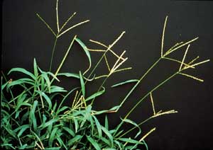 Picture closeup of Crabgrass four-branched seed stalks. Picture closeup of Crabgrass four-branched seed stalks.
