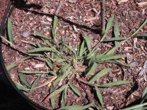 Picture of typical Crabgrass weed growing in plant container.