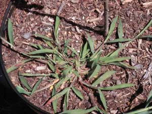 Picture of typical Crabgrass weed growing in plant container. Picture of typical Crabgrass weed growing in plant container.