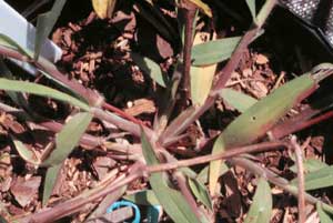 Picture closeup of crab-like structure of Crabgrass plant. Picture closeup of crab-like structure of Crabgrass plant.