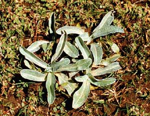 Picture closeup of Purple Cudweed plants from top.