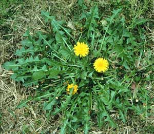Picture of Dandelion plant with yellow flowers.
