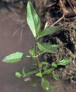 Picture closeup of Eclipta seedling growing on muddy edge of puddle.