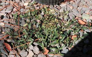 Picture of patch of Eclipta growing in gravel.