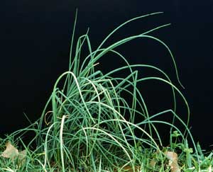 Picture of Wild Garlic plant.