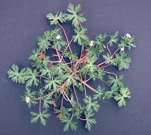 Picture of Carolina Geranium showing red stems and greean split foliage.  View from top.
