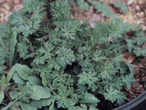 Picture of Carolina Geranium growing in container and showing split leaves.