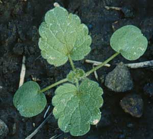 Picture closeup of Henbit seedlng showing young leaves.