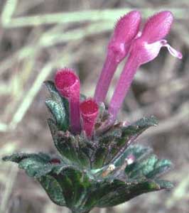 Picture closeup of purple Henbit flowers at end of stalk.