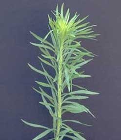 Picture of tall Marestail stalk.