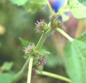 Picture closeup of tiny pink Mulberry Weed flowers growing at branch joints.
