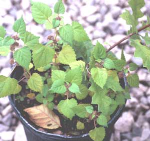 Picture of Mulberry Weed in container showing plant habit.