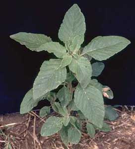 Picture closeup of Common or Smooth Pigweed plant showing leaf structure.