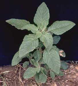 pigweed