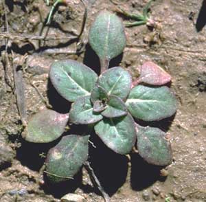 Picture closeup of Cutleaf Evening Primrose leaves.  View from top.