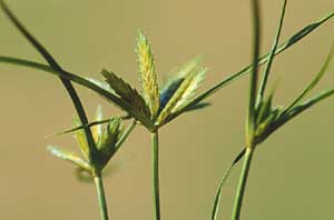 Picture closeup of Annual Sedge showing three seed heads.