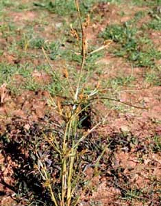 Picture of Rice Flatsedge plant.