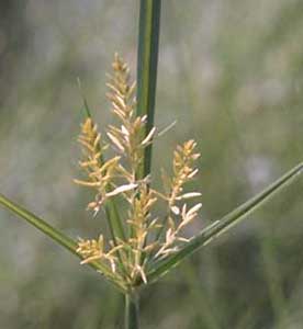 Picture closeup of Rice Flatsedge flower.