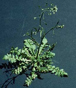 Picture of Shepherd's Purse plant.