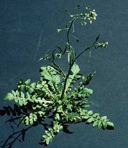 Picture of Shepherd's Purse plant. Picture of Shepherd's Purse plant.