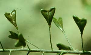 Picture closeup of Shepherd's Purse fruit - heart-shaped pods for which plant is named. Picture closeup of Shepherd's Purse fruit - heart-shaped pods for which plant is named.