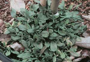 Picture of Red Sorrel growing in container.