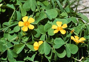 Picture closeup of Wood Sorrel yellow flowers and leaves.