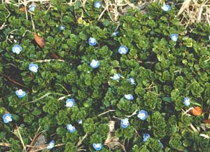 Picture of Corn Speedwell foliage and blue and white flowers.