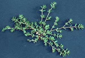 Picture of single Prostrate Spurge plant - view is from top.