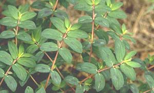 Picture closeup of Spotted Spurge leaf structures.