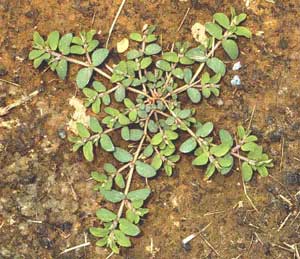 Picture of single Spotted Spurge weed growing in dirt - view is from top.