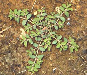 Picture of single Spotted Spurge weed growing in dirt - view is from top. Picture of single Spotted Spurge weed growing in dirt - view is from top.