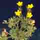 Thumbnail picture of Small Flowered Buttercup with yellow flowers.  Select for larger images.
