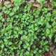 Thumbnail picture of Common Chickweed.  Select for larger images.