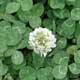 Thumbnail picture of White Clover with white flower.  Select for larger images.