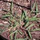 Thumbnail picture of Crabgrass plant.  Select for larger images.