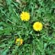 Thumbnail picture of Dandelion with yellow flowers.  Select for larger image.