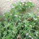 Thumbnail picture of Field Madder with tiny pink flowers.  Select for larger images.