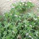 Thumbnail picture of Field Madder with tiny pink flowers.  Select for larger images.