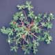 Thumbnail picture of Carolina Geranium.  Select for larger images.