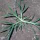 Thumbnail picture of Goosegrass plant.  Select for larger image.