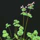 Thumbnail picture of Henbit with purple flowers.  Select for larger images.