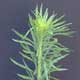 Thumbnail picture of Marestail stalk end.  Select for larger image.