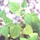 Thumbnail picture of Mulberry Weed leaves.  Select for larger images.