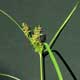 Thumbnail picture of Yellow Nutsedge flower.  Select for larger image.
